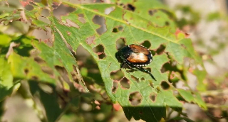 Popilia japonica, l’insetto che devasta il Torinese: danni per oltre 16 milioni di euro