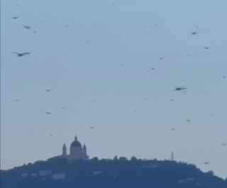 Torino - Nuova invasione di libellule: cieli pieni di sciami ma il fenomeno è innocuo