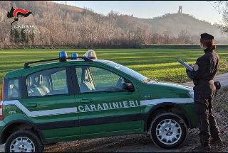 Coazze - Maltrattamento di animali: sequestrati cani e gatti, denunciata una donna