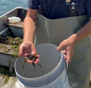 Torino - Pulizia del Po e rimozione del pesce siluro: in azione con il progetto europeo Life Minnow